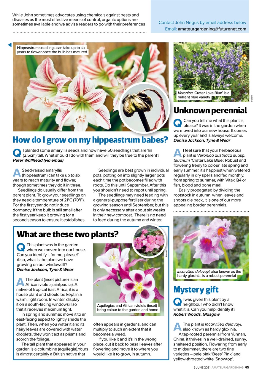 Amateur Gardening Preview Pages