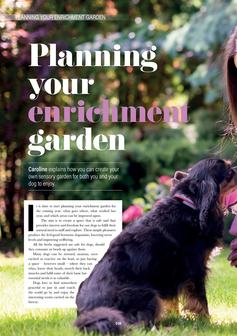 Edition Dog Preview Pages