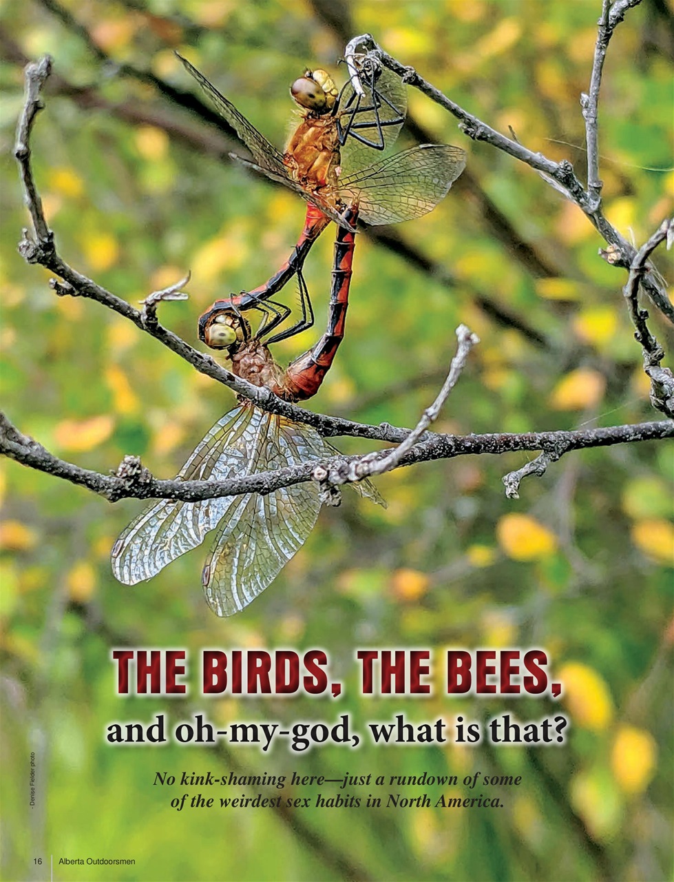 Alberta Outdoors Preview Pages