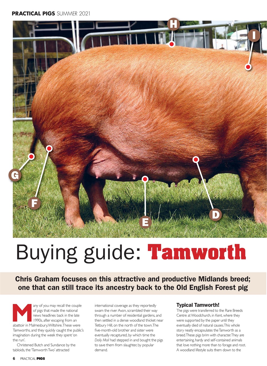 Practical Pigs Preview Pages