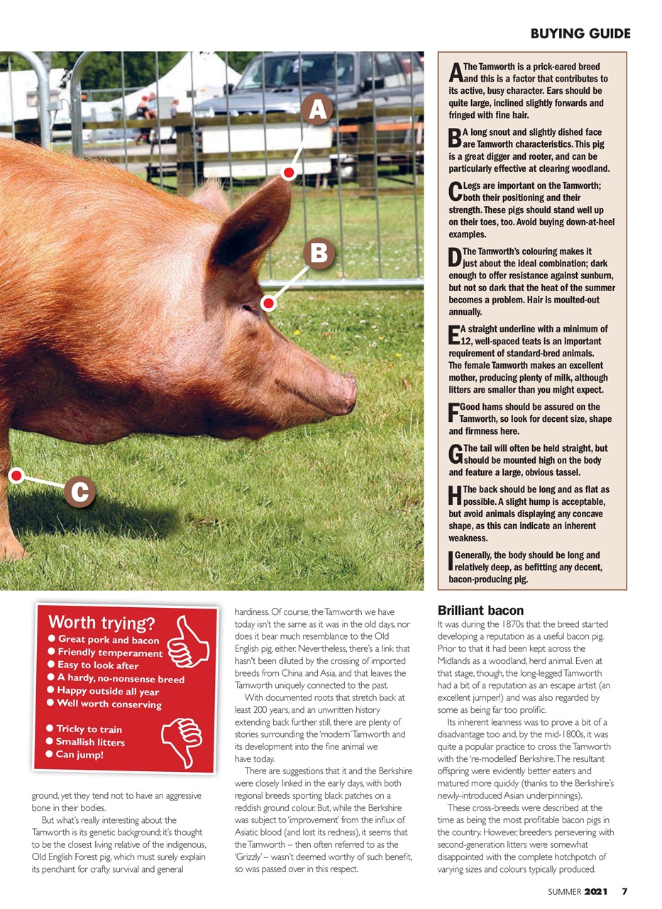 Practical Pigs Preview Pages