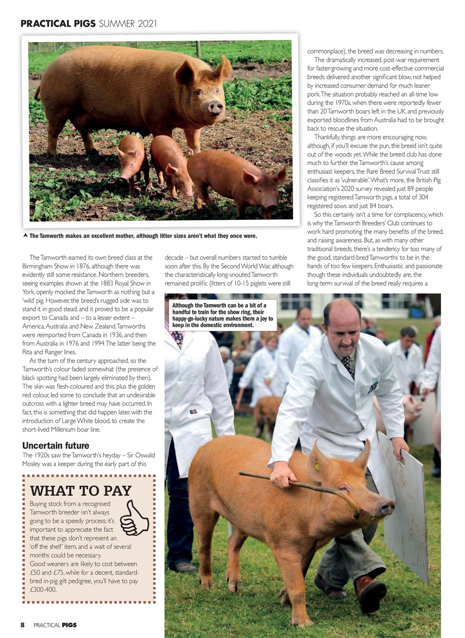 Practical Pigs Preview Pages