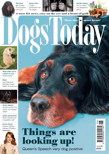 Dogs Today Magazine issue 