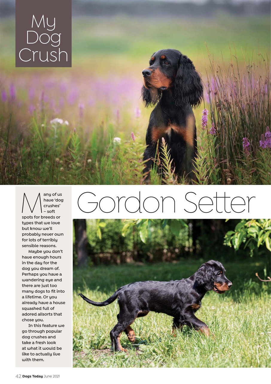 Dogs Today Magazine Preview Pages