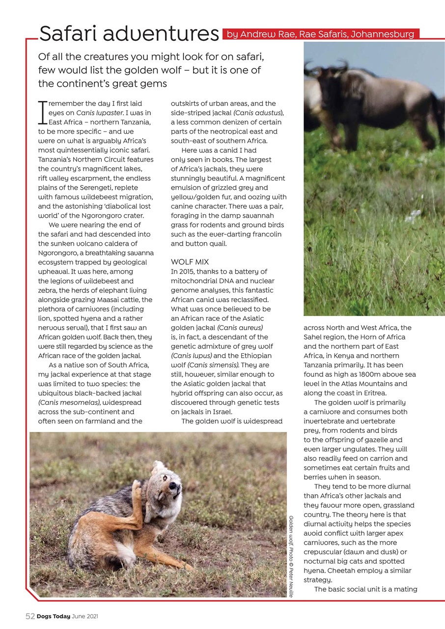 Dogs Today Magazine Preview Pages