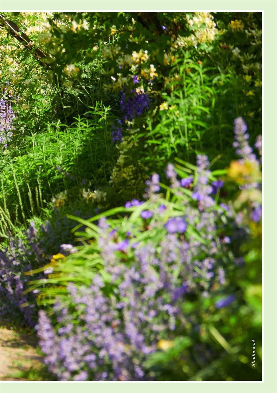 Evergreen Preview Pages