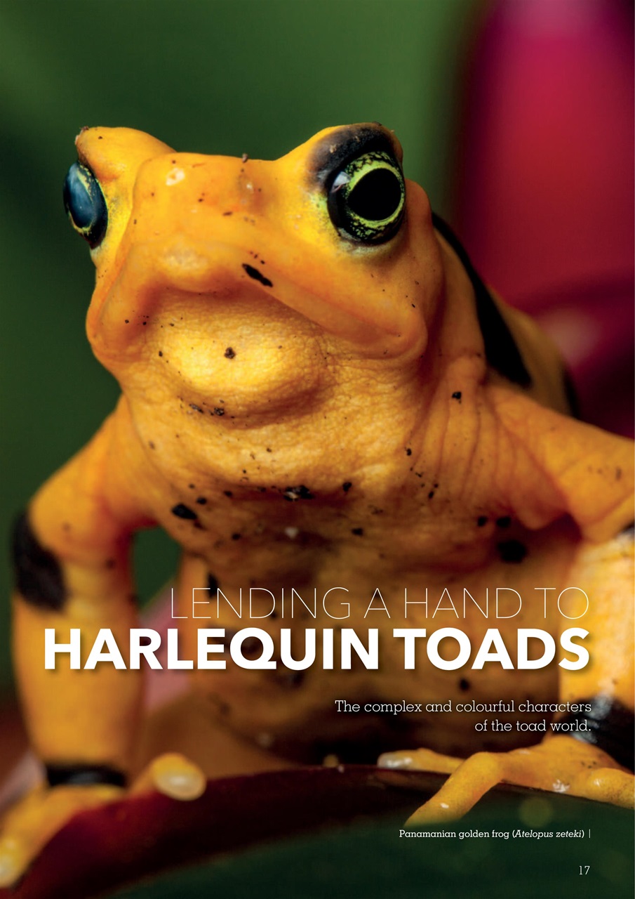 Exotics Keeper Preview Pages