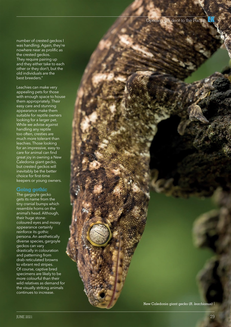 Exotics Keeper Preview Pages