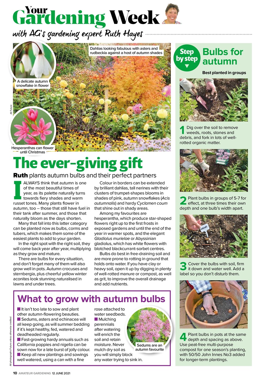 Amateur Gardening Preview Pages