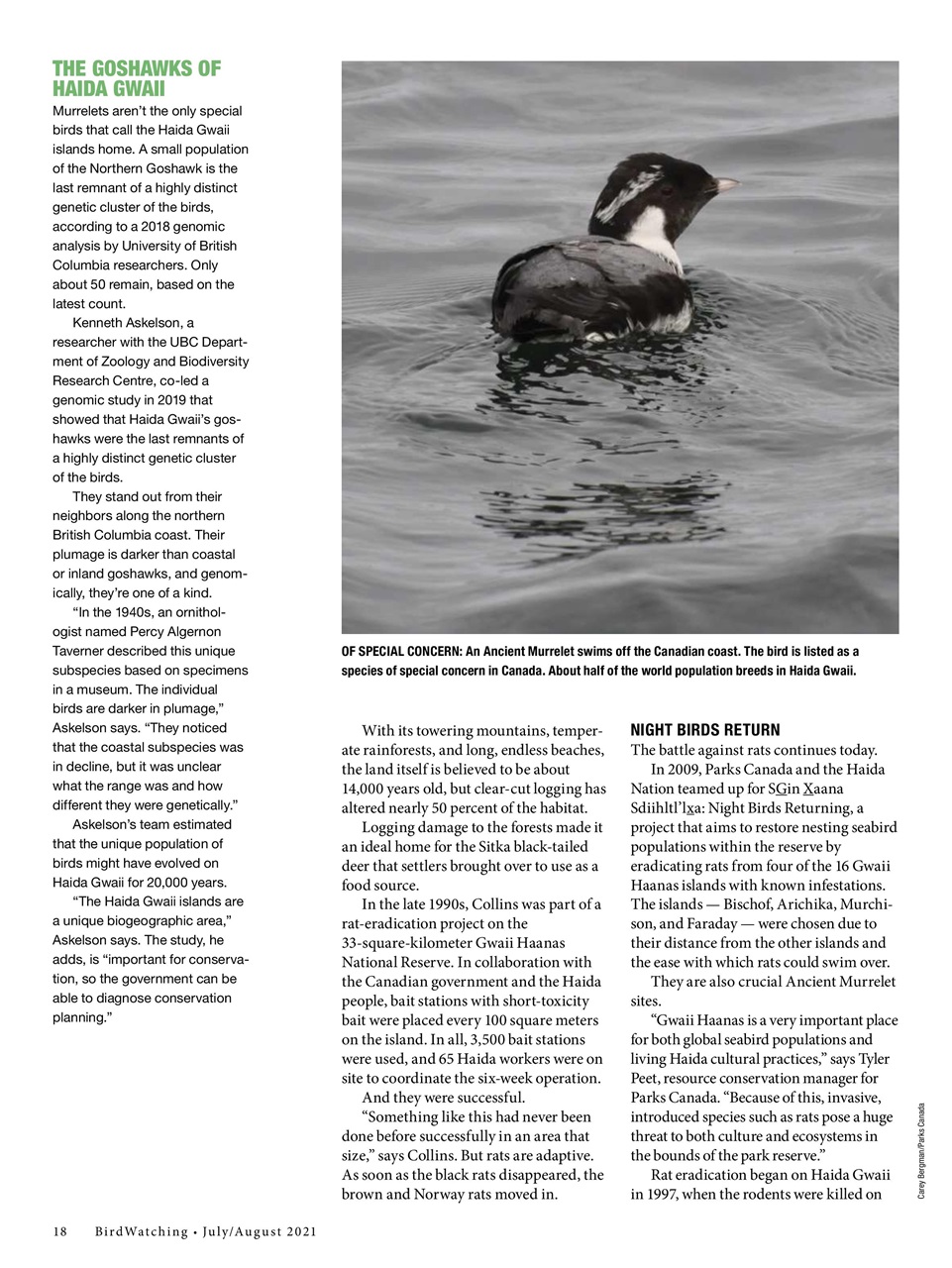 BirdWatching Preview Pages