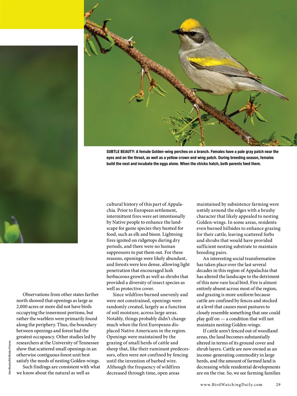 BirdWatching Preview Pages