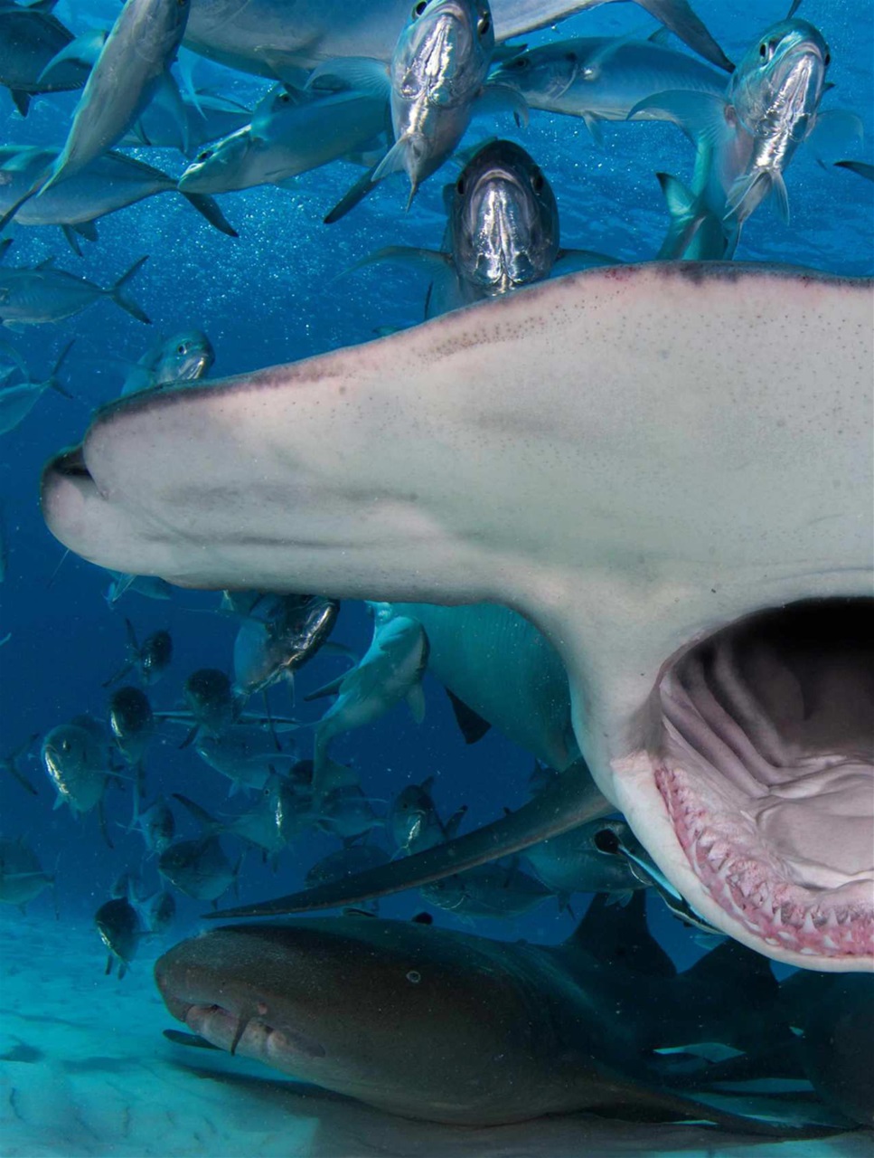 BBC Wildlife Magazine Preview Pages