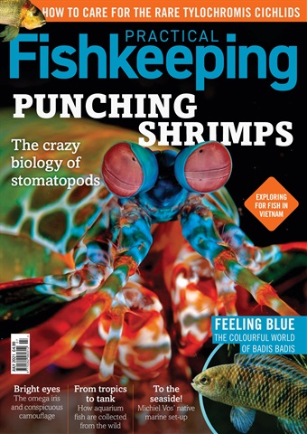Practical Fishkeeping issue Practical Fishkeeping Magazine July 2021