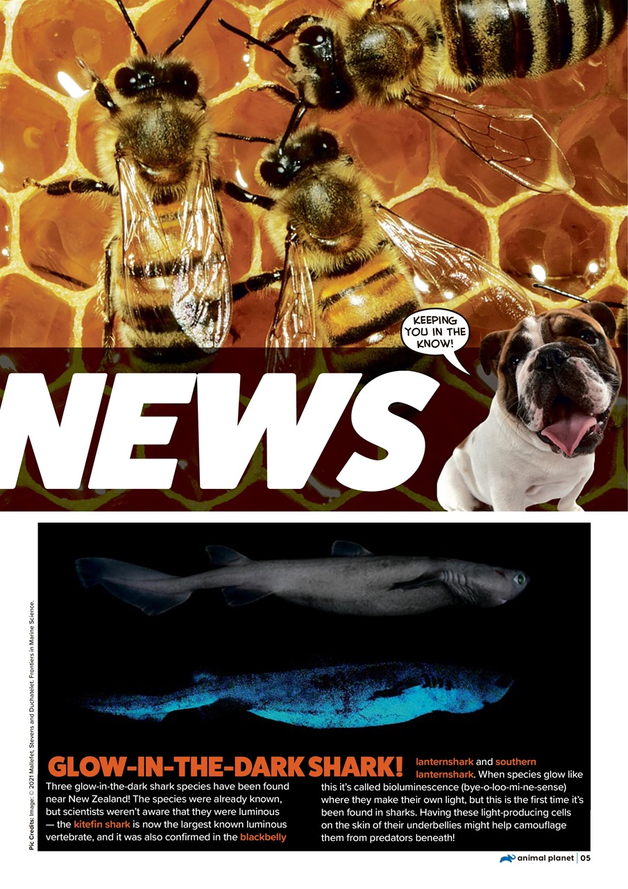 Animal Planet Kids Preview Pages