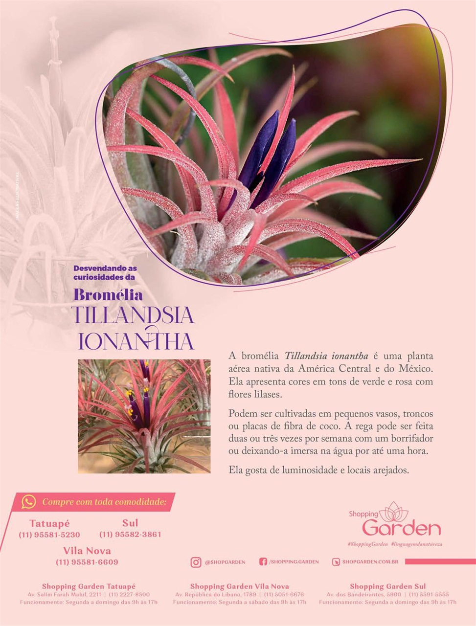 Natureza Preview Pages