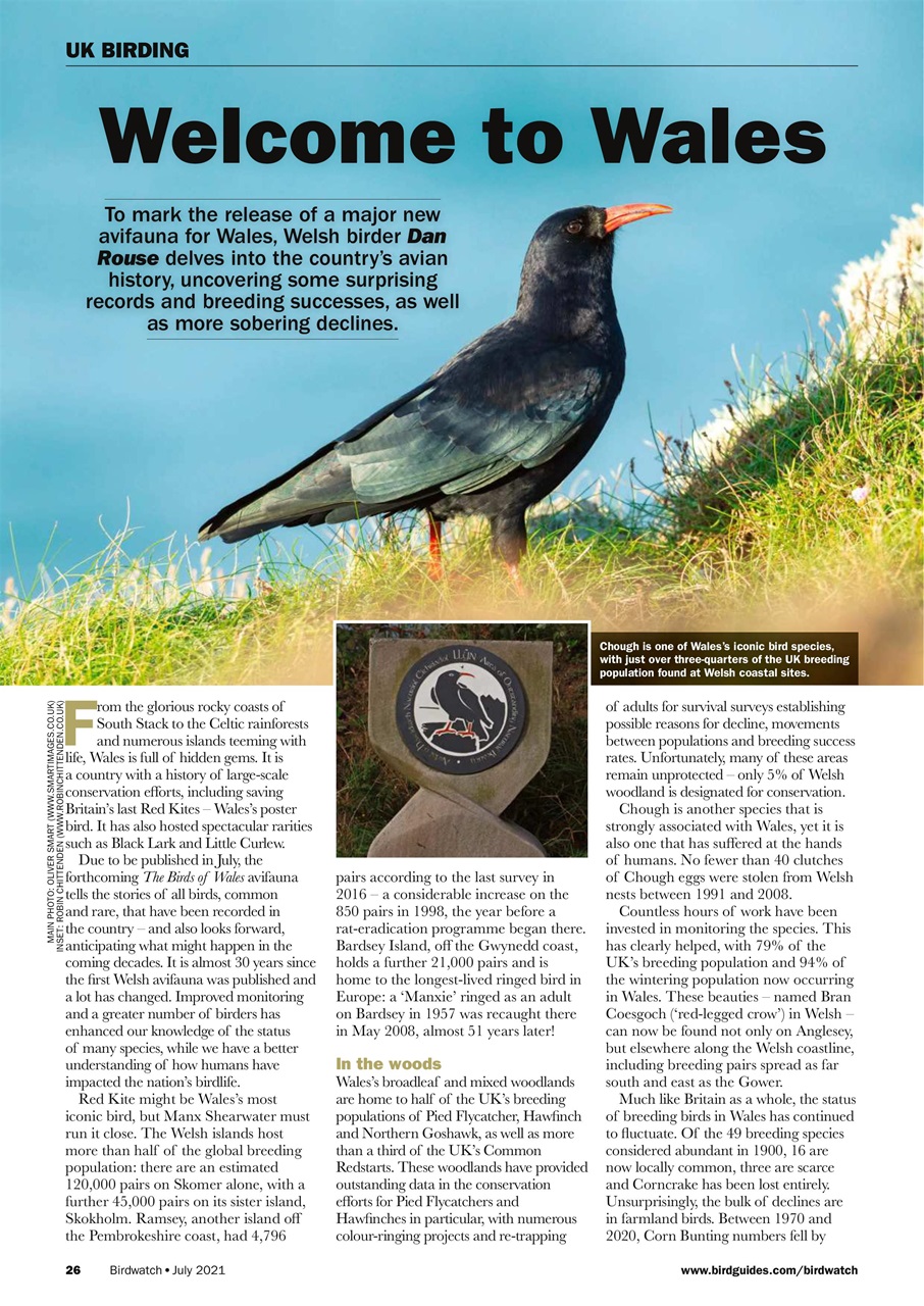 Birdwatch Magazine Preview Pages