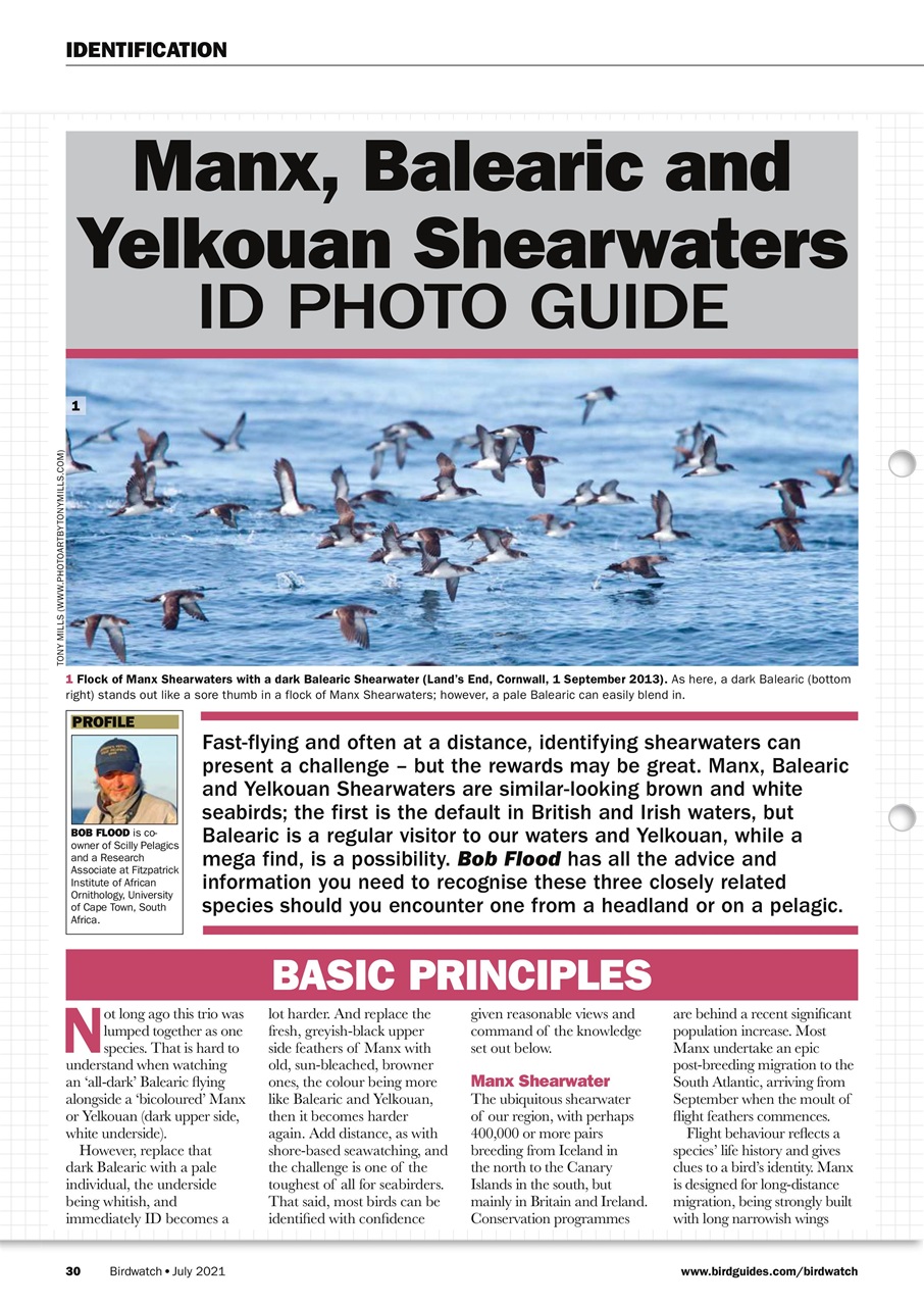 Birdwatch Magazine Preview Pages