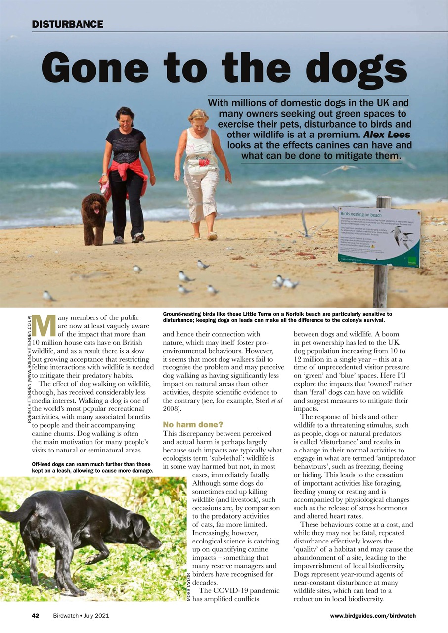 Birdwatch Magazine Preview Pages