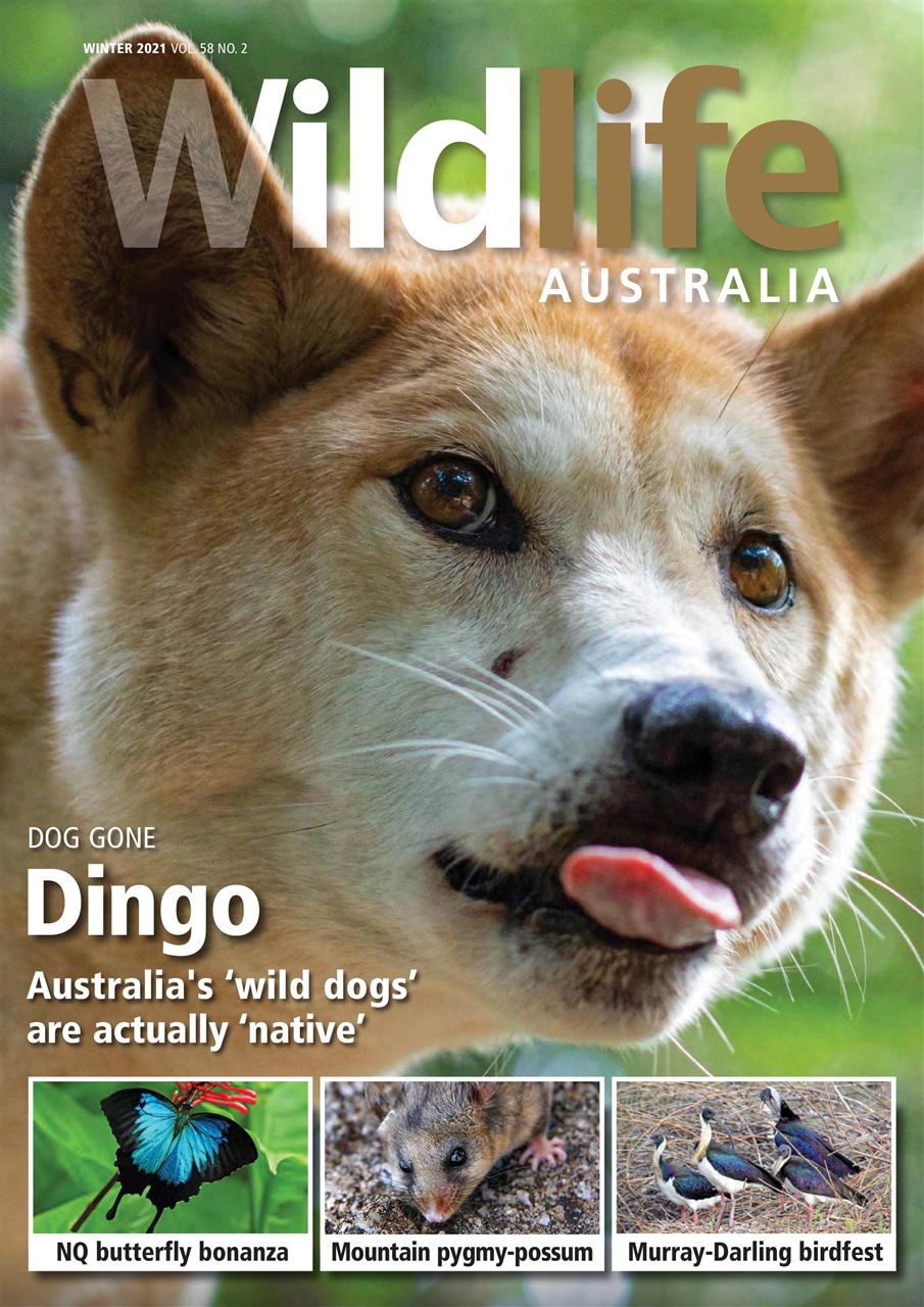 Wildlife Australia Preview Pages