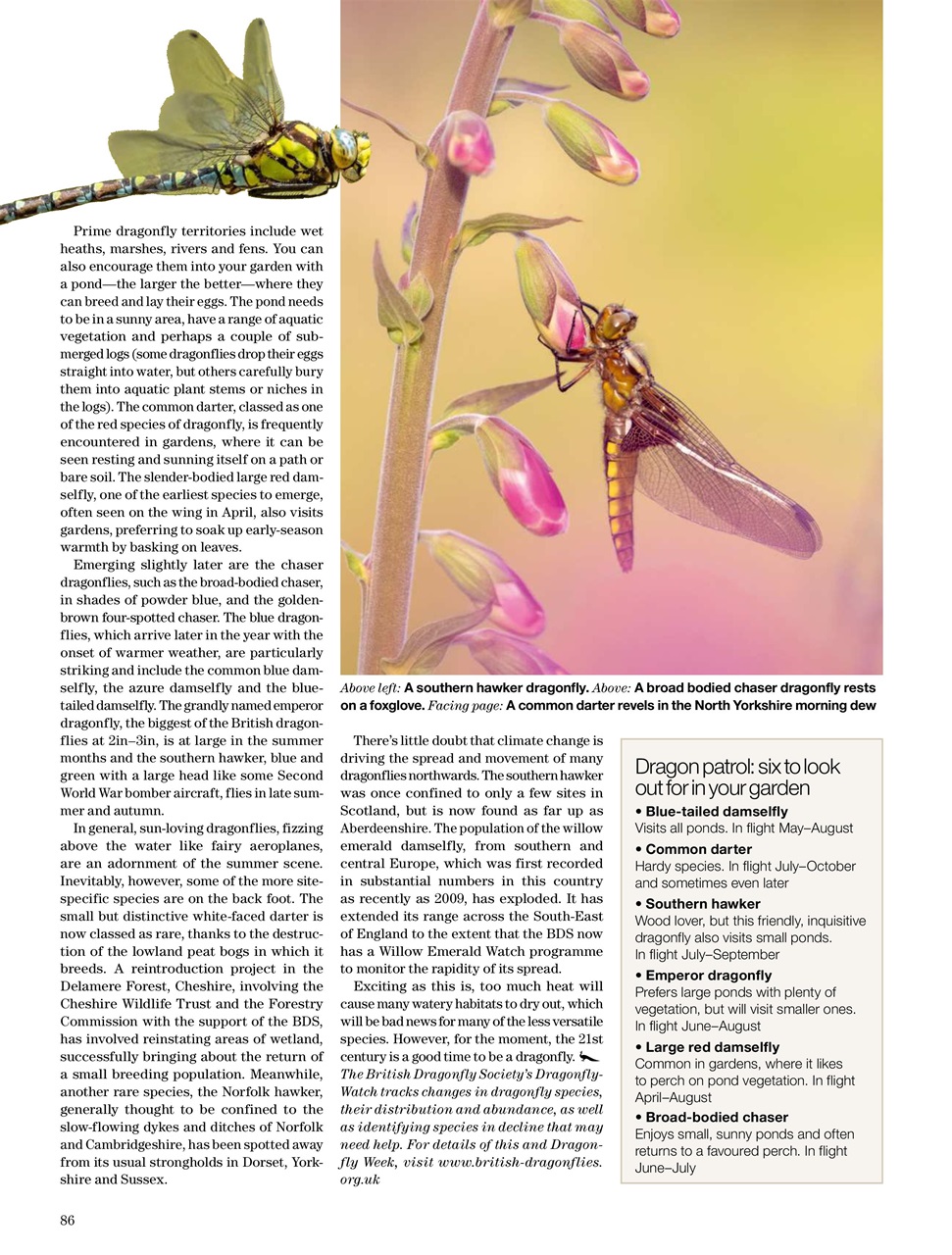 Country Life Preview Pages