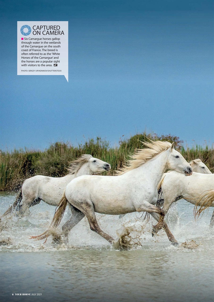 Your Horse Preview Pages