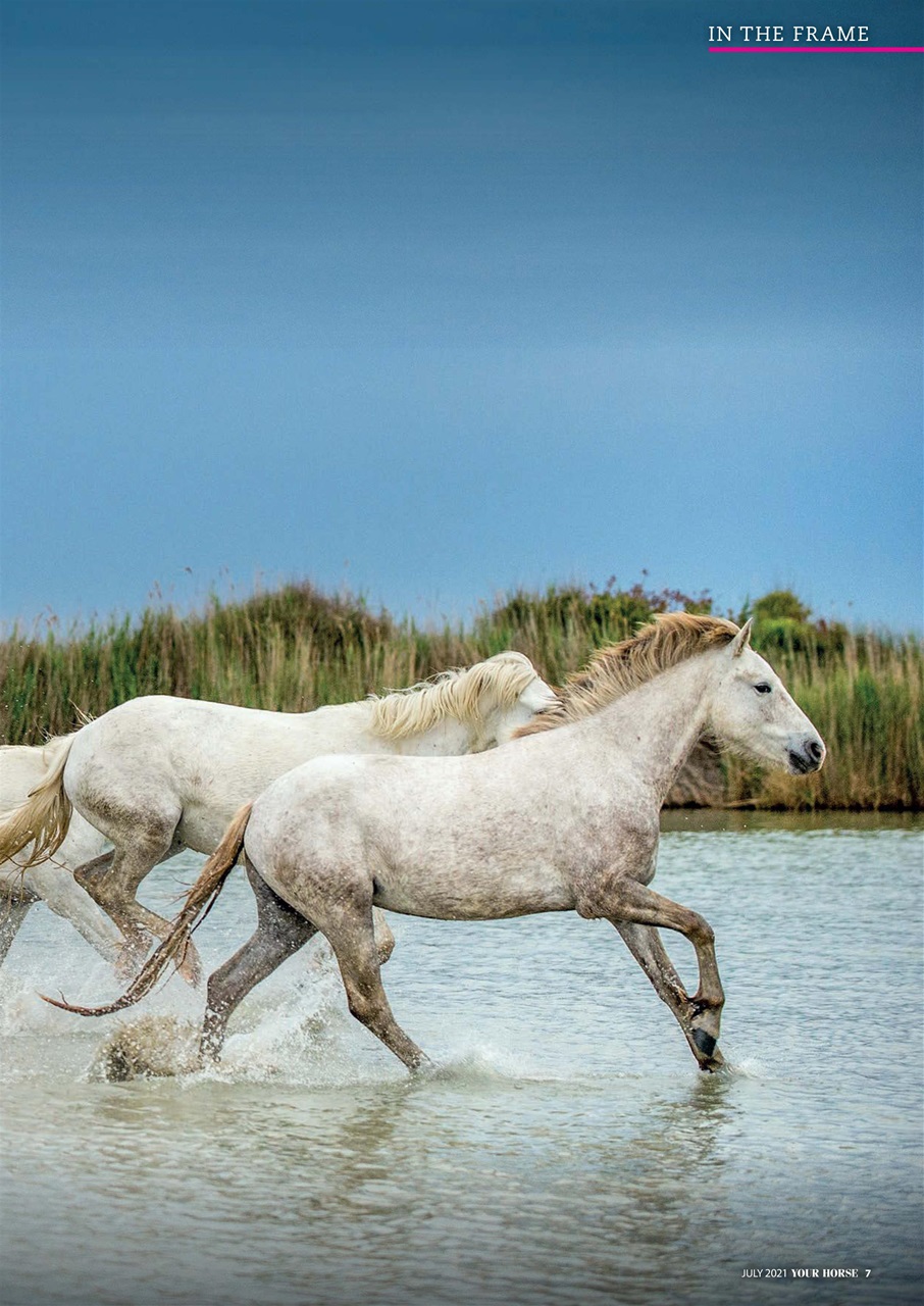 Your Horse Preview Pages