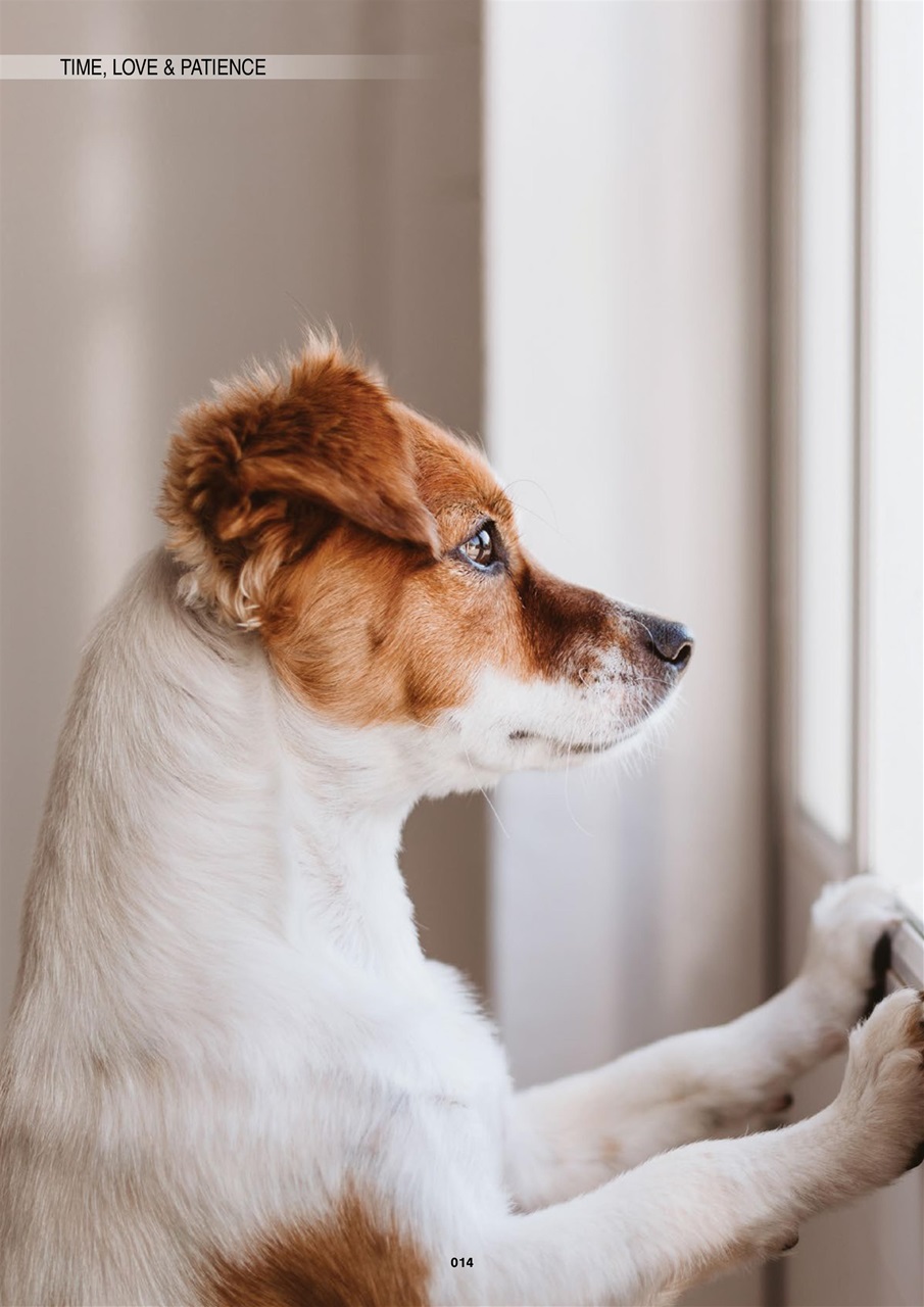 Edition Dog Preview Pages