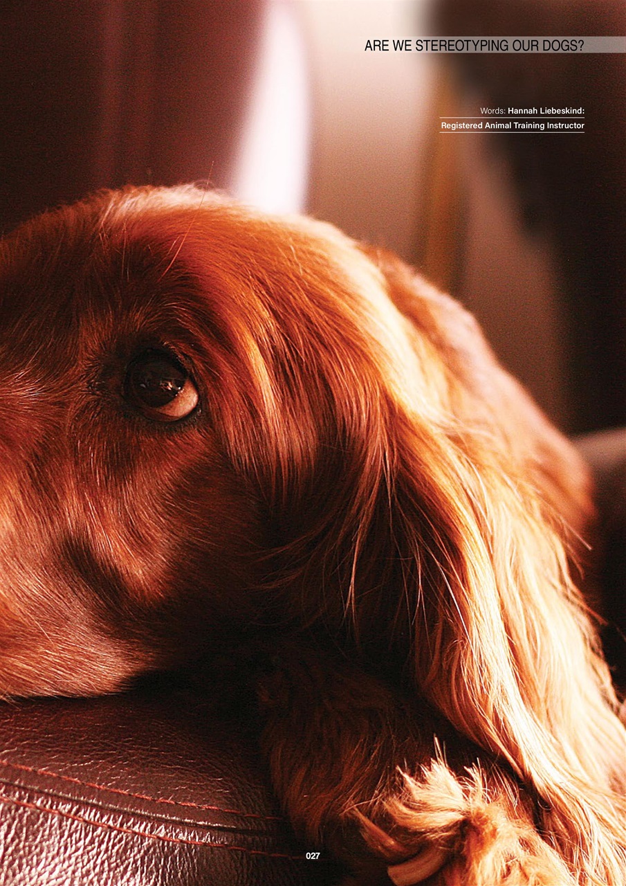 Edition Dog Preview Pages