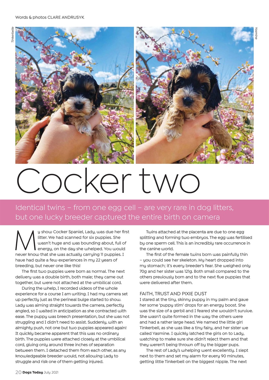 Dogs Today Magazine Preview Pages