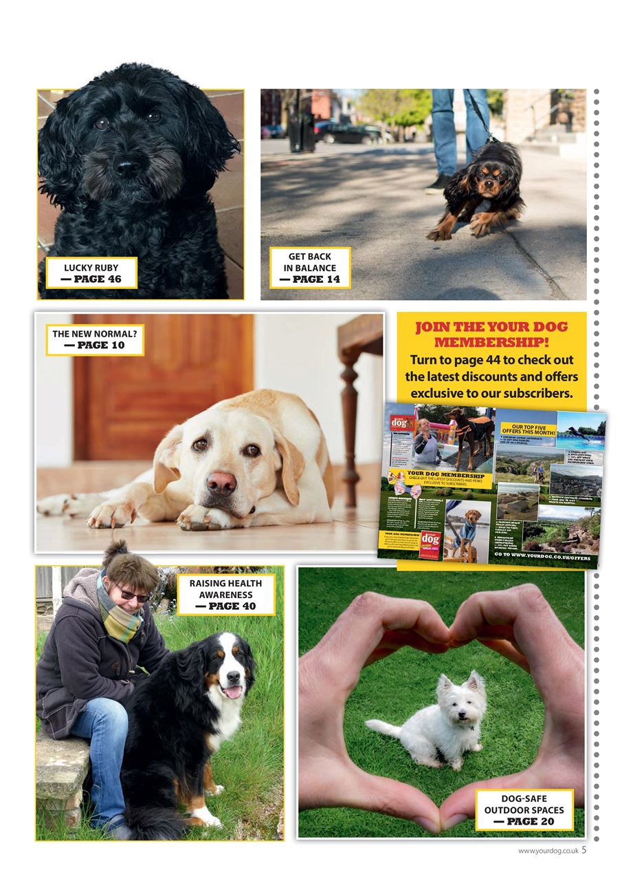Your Dog Preview Pages