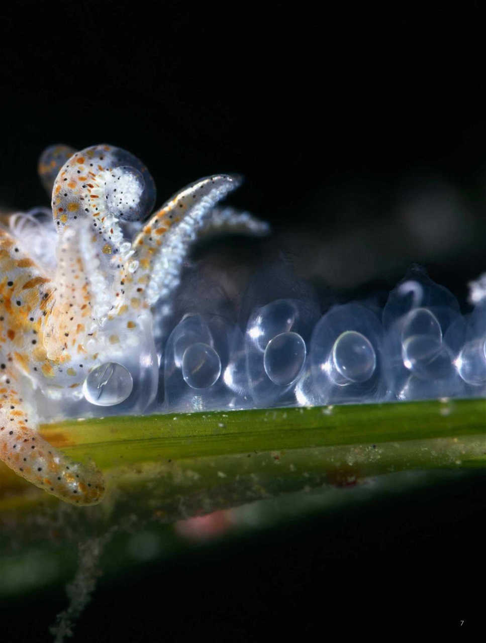 BBC Science Focus Magazine Preview Pages