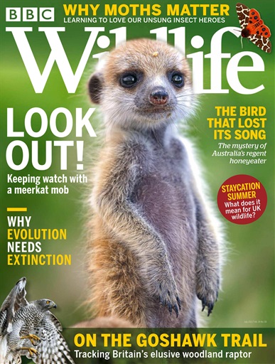 BBC Wildlife Magazine issue 