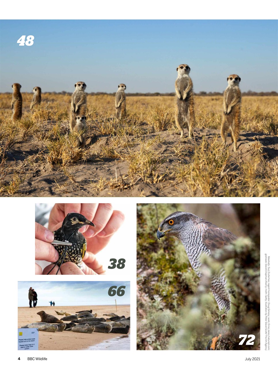 BBC Wildlife Magazine Preview Pages