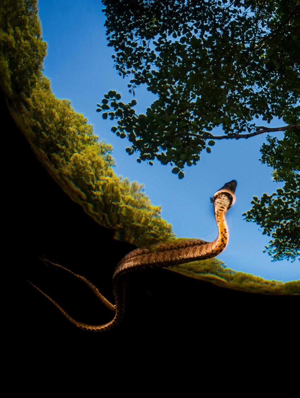 BBC Wildlife Magazine Preview Pages