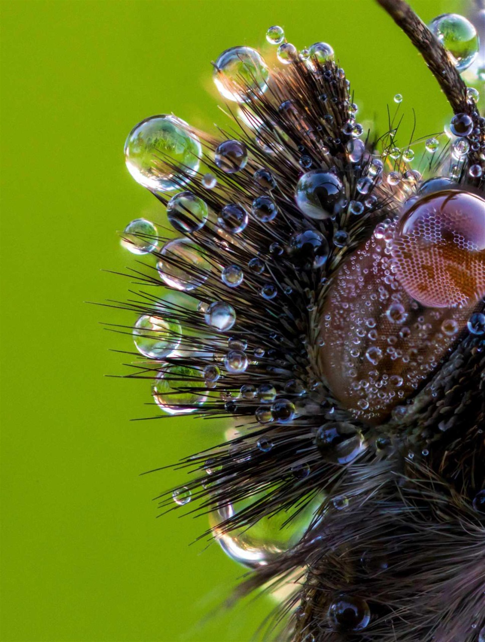 BBC Wildlife Magazine Preview Pages