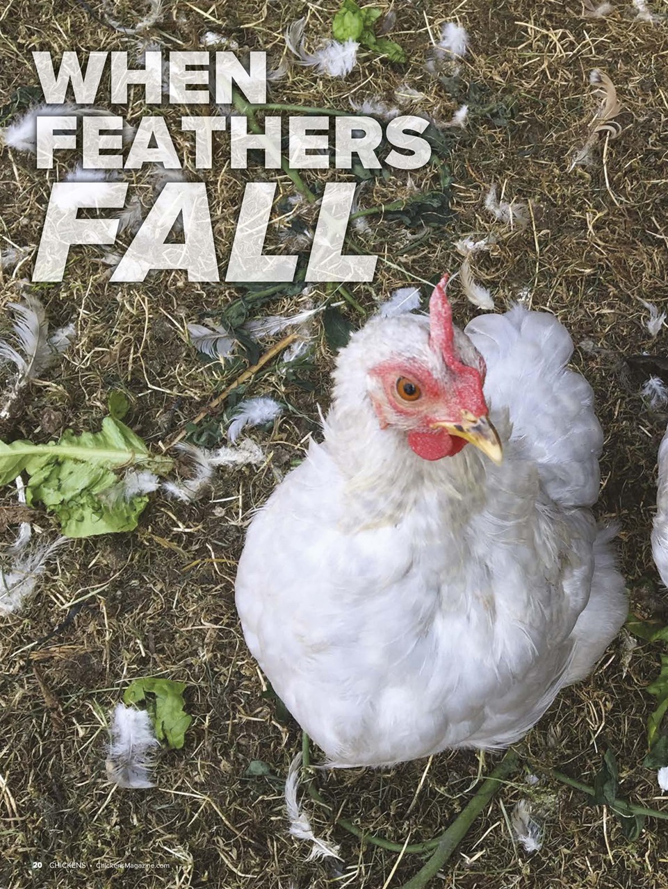 Chickens Magazine Preview Pages