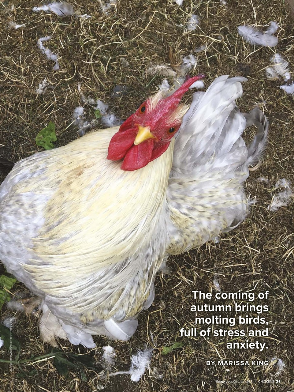 Chickens Magazine Preview Pages