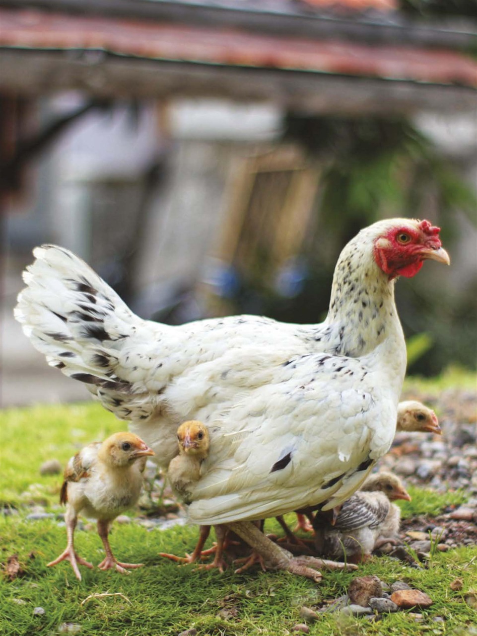 Chickens Magazine Preview Pages