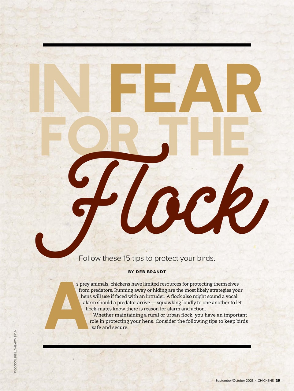 Chickens Magazine Preview Pages