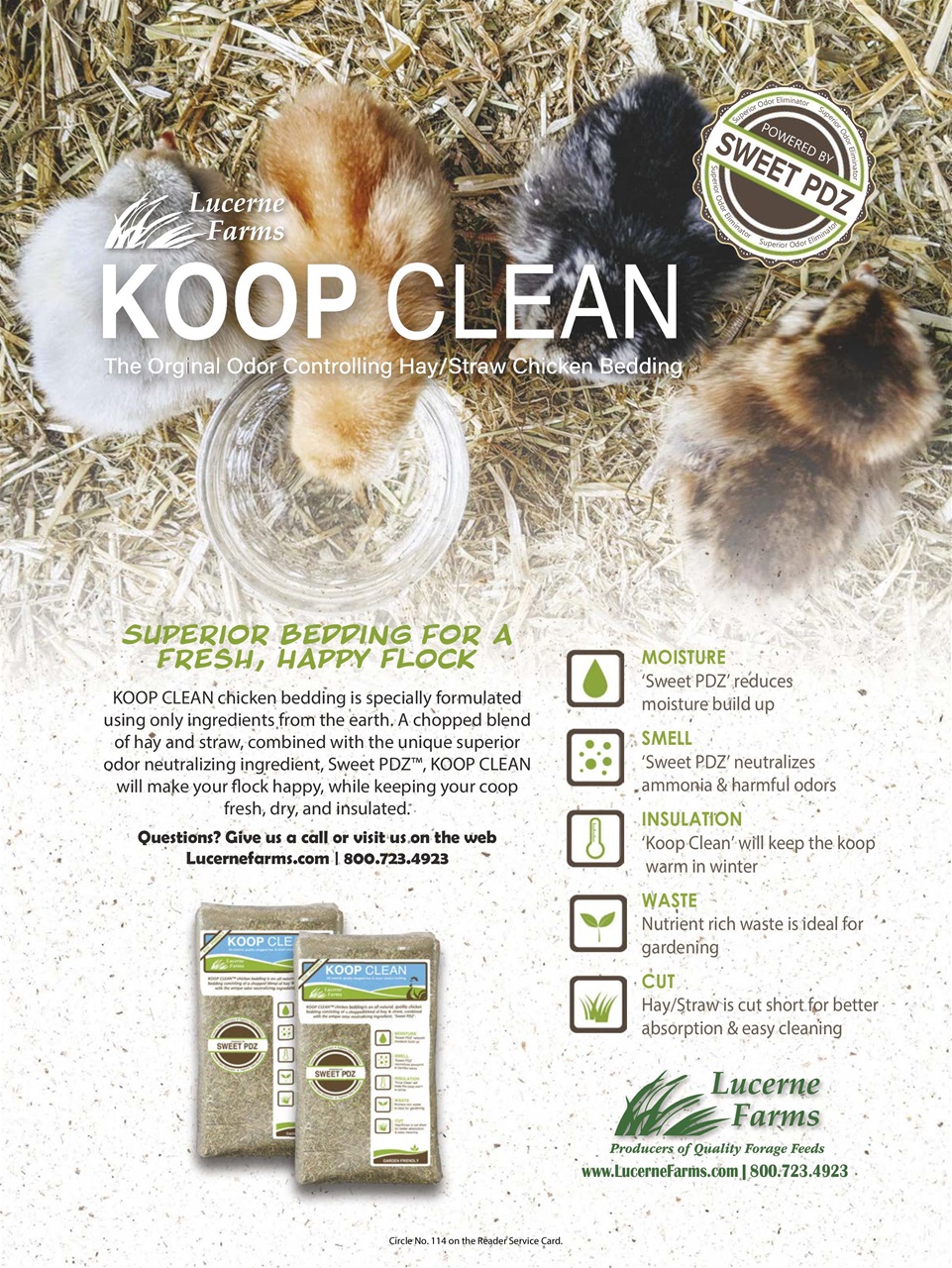 Chickens Magazine Preview Pages