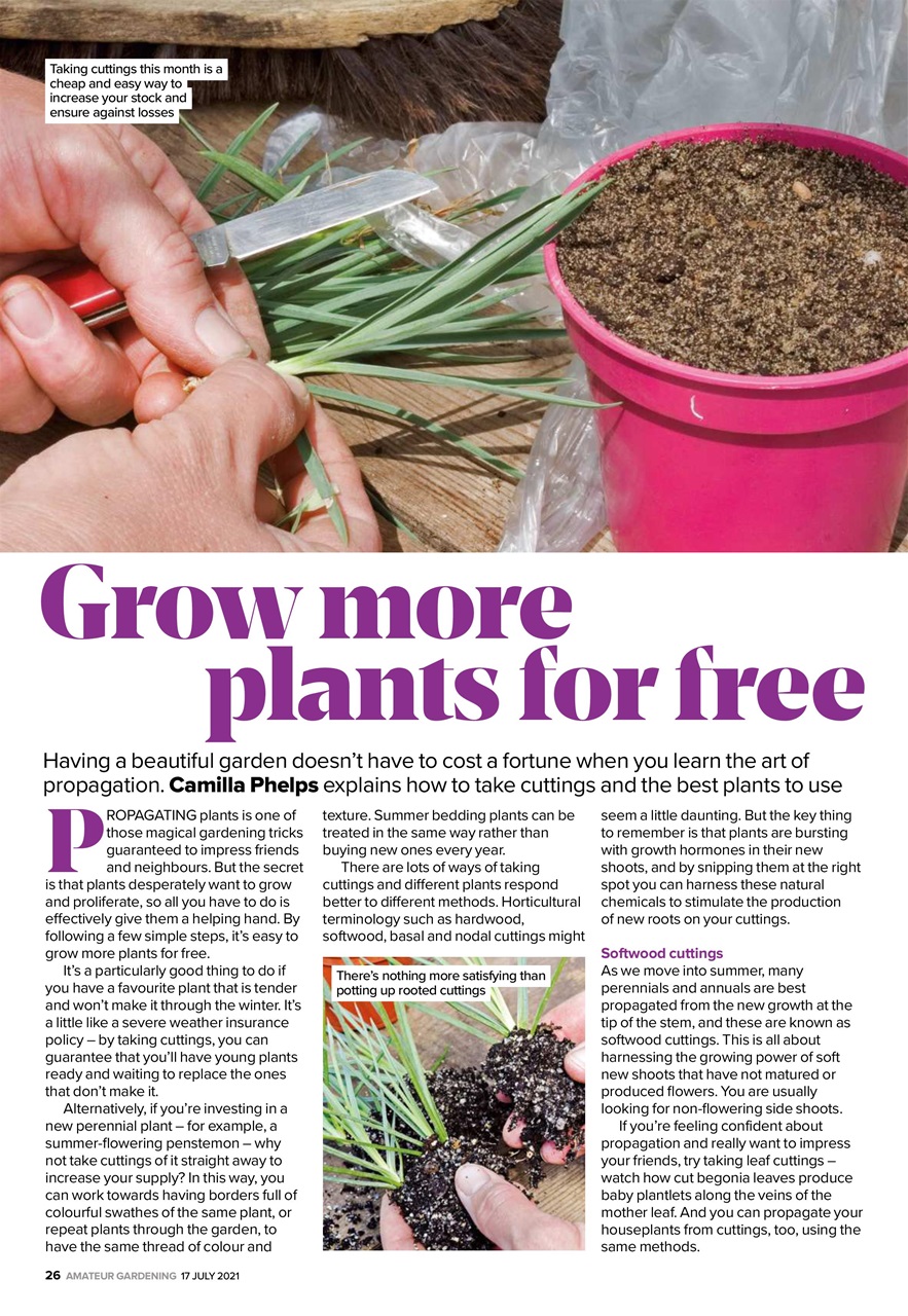 Amateur Gardening Preview Pages