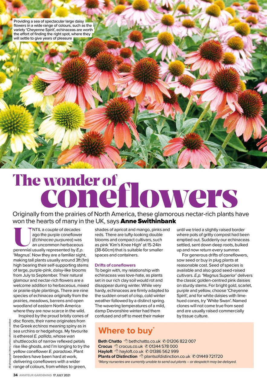 Amateur Gardening Preview Pages