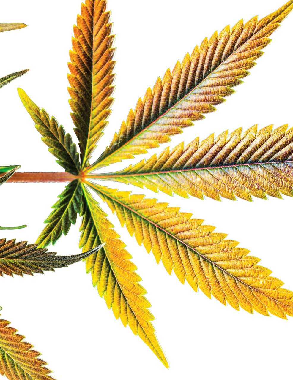 Cannabis Now Preview Pages