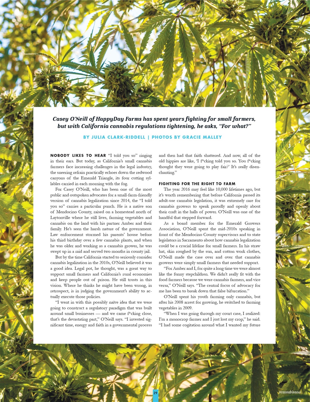 Cannabis Now Preview Pages