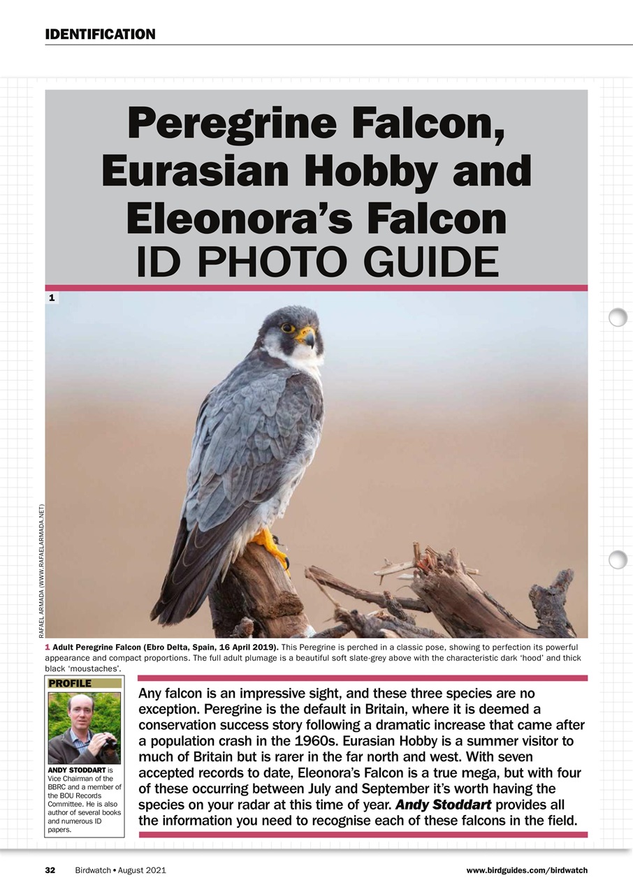 Birdwatch Magazine Preview Pages