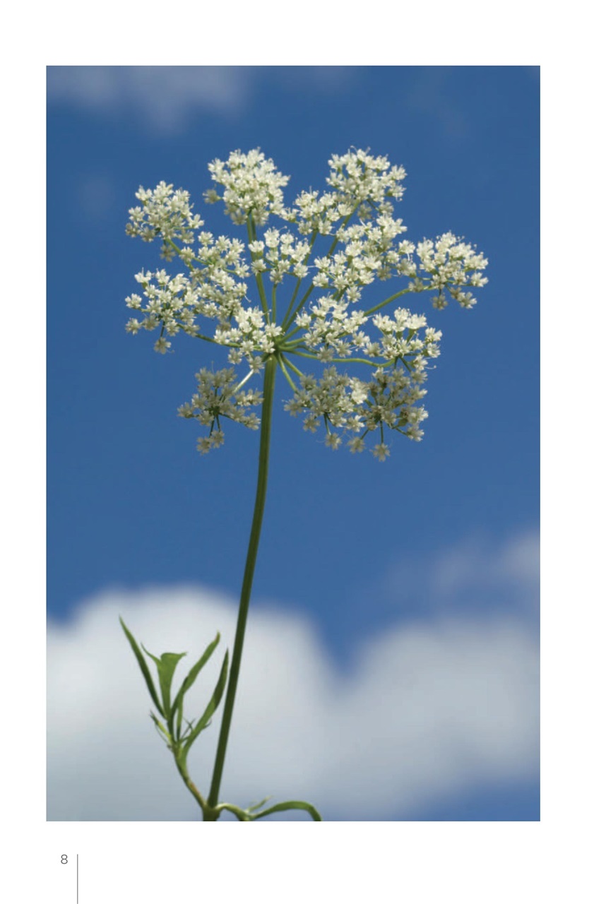 My Herbs Magazine Preview Pages