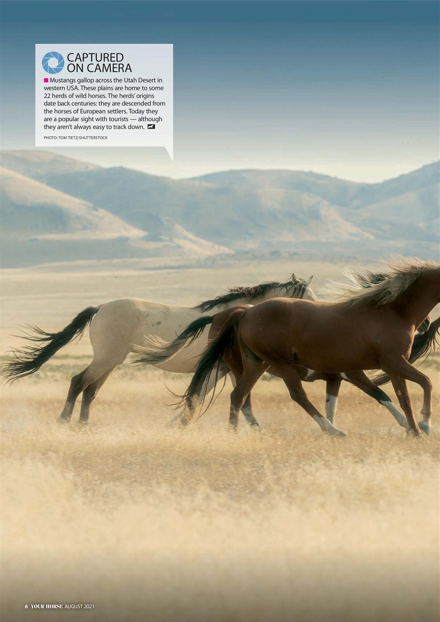 Your Horse Preview Pages