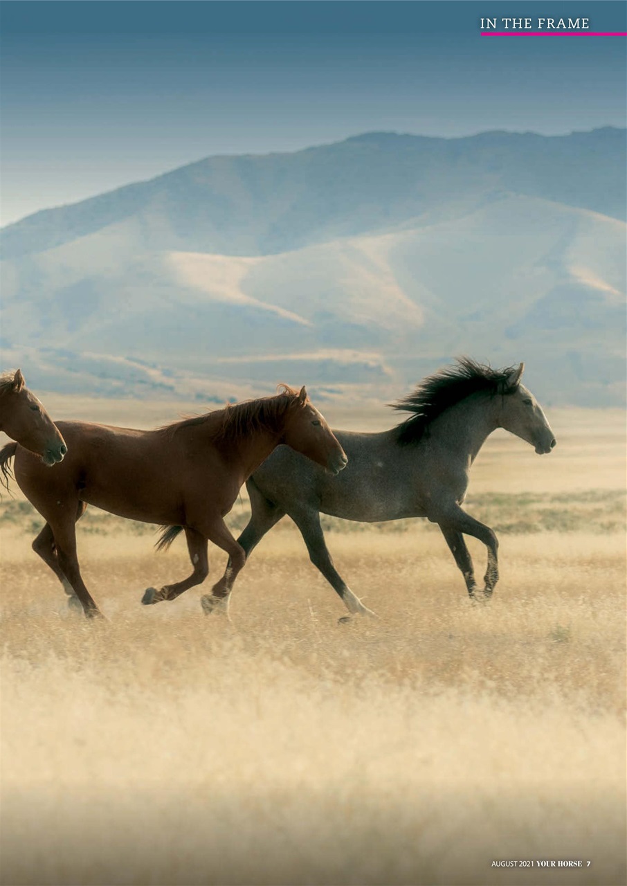 Your Horse Preview Pages