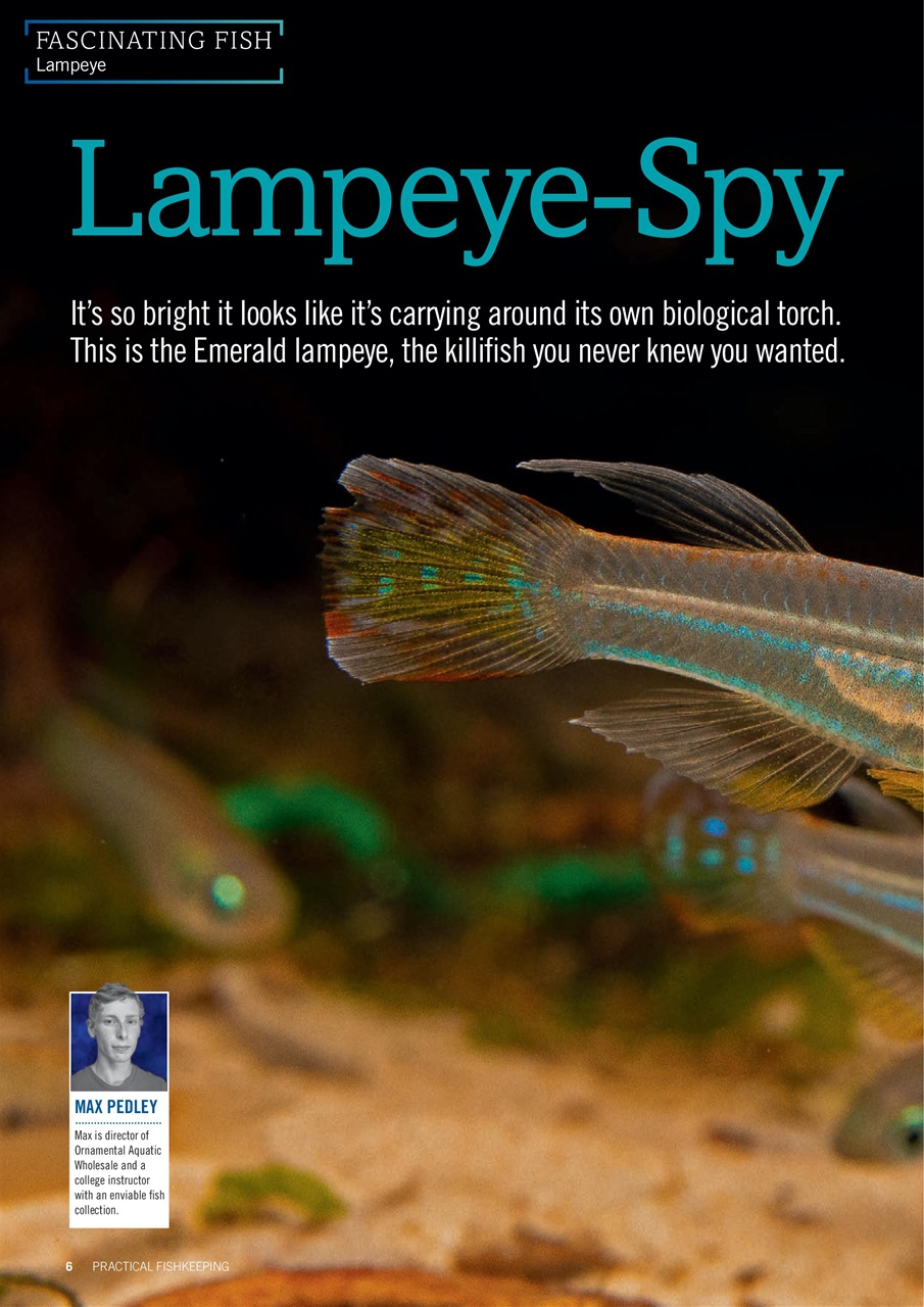 Practical Fishkeeping Preview Pages