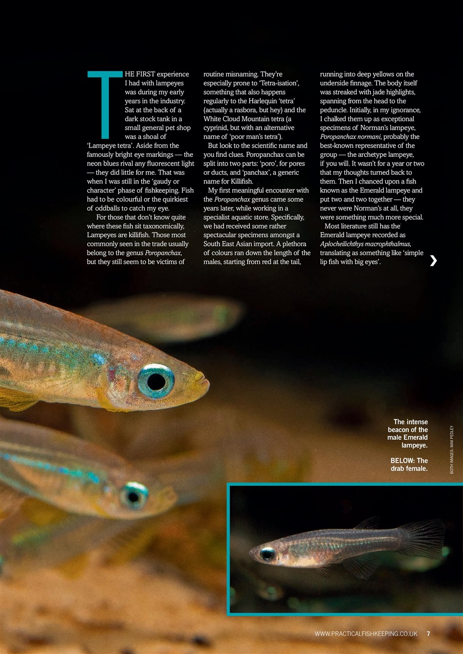 Practical Fishkeeping Preview Pages